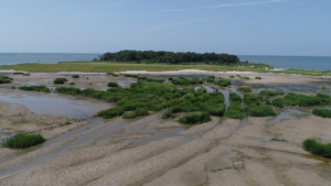 Right Plants in Right Places Key to Island Restoration that Lasts (Video)