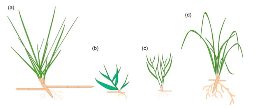 New Study Examines the Role of Roots and Below Ground Plant Structures on Dune Dynamics