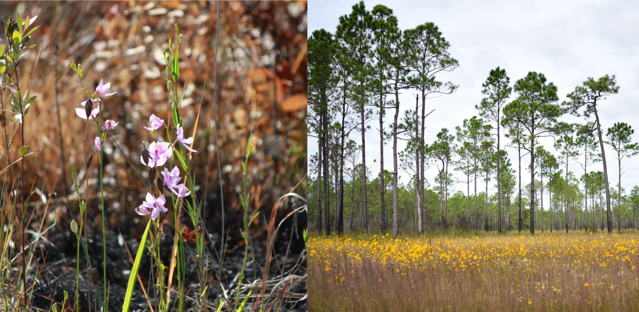 Two photos: pink flowers on left, yellow flowers in a field on right. 