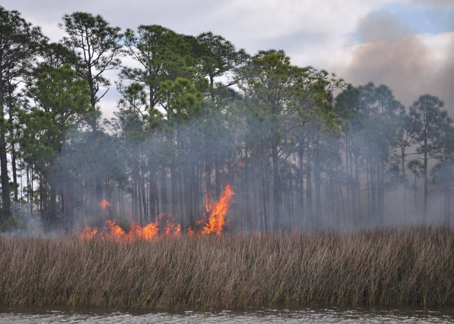 Fire within tall marsh grass. Tall pine trees in the background.