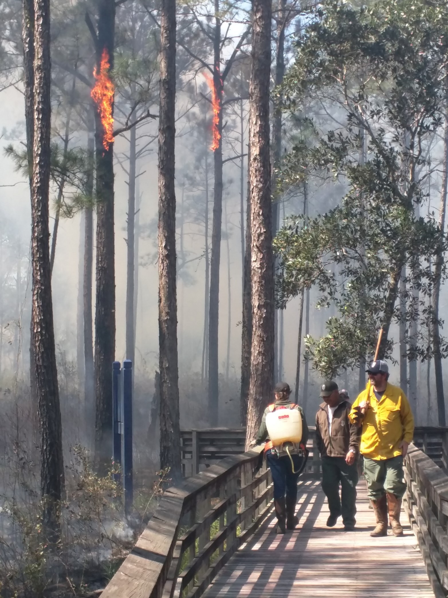 Three people on a boardwalk through the woods observe a prescribed burn