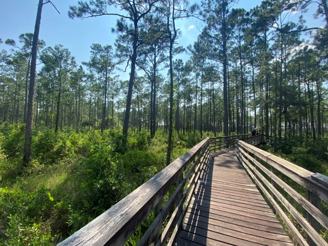 A boardwalk leads through trees with vegetation covering the ground below.