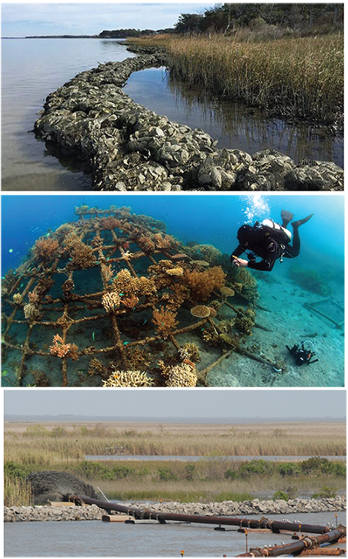 The project team is evaluating the long-term performance of three types of nature-based solutions: oyster reefs (top), coral reefs (middle), and wetlands created from dredged sediments (bottom).
