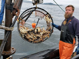 Dungeness-crab-traps