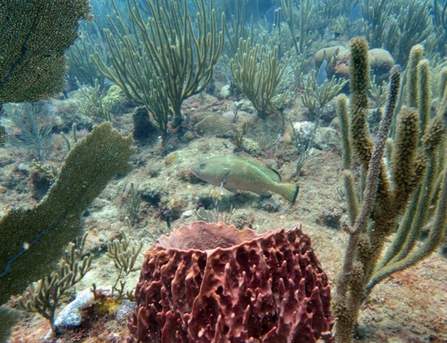 PR-coral-reef