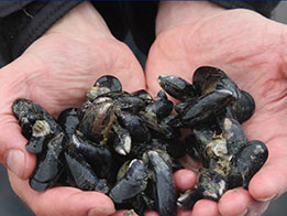 Pacific-blue-mussels