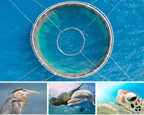 An aquaculture containment followed by photos of a bird, a dolphin, and sea turtle