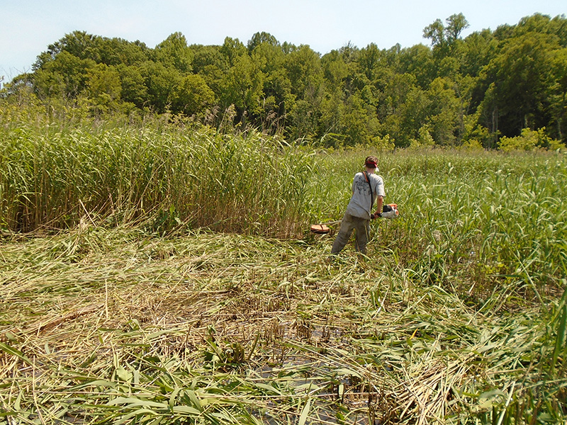 Cutting down Phragmites australis at Parkers Creek in Calvert County, Maryland. 