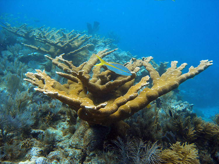 Elkhorn coral (Acropora palmata) on a Caribbean reef.