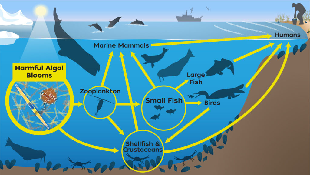 graphic demonstrates the aquatic food web