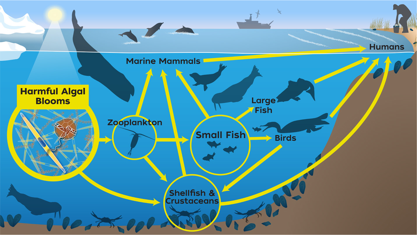 HABs-in-Aquatic_food-web