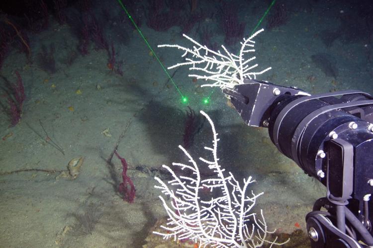 NOAA, USGS Investigate Mesophotic Coral Biology to Support Restoration