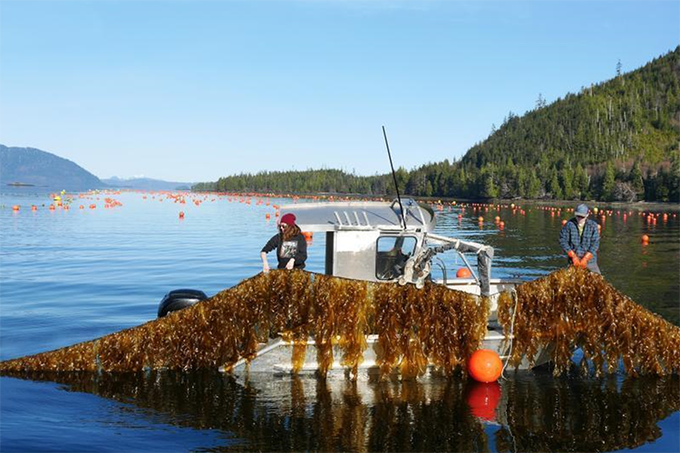 NCCOS to Support Spatial Analysis for NOAA Aquaculture Opportunity Area Efforts in Alaska