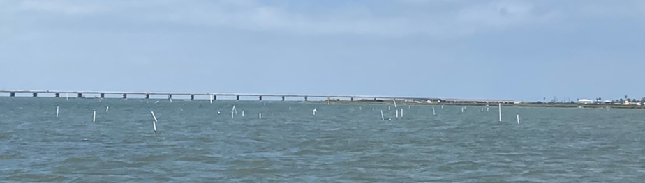 PVC pipes marking different reef types and experiments underway on oysters in the Mission-Aransas NERR, 2023.