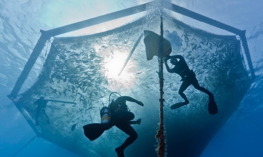 Divers maintain an open water net pen below the surface. The monitoring of finfish grown within the natural environment ensures the health of the fish and of the surrounding ecosystem.