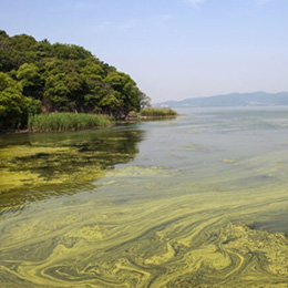 cyanobacteria-in-lake