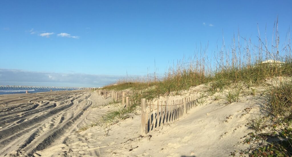 Dunes at Bogue Banks, North Carolina. Fencing helps build dunes by trapping sand.