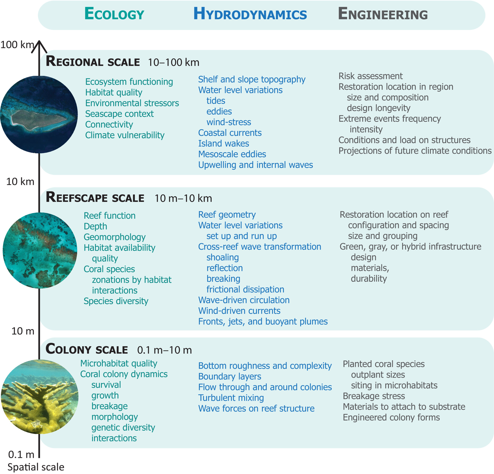 Coral Restoration for Coastal Resilience: A Decision Support Framework