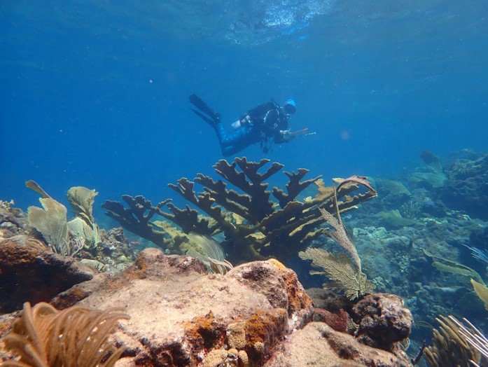 Diver swims over a large coral within a larger coral reef.