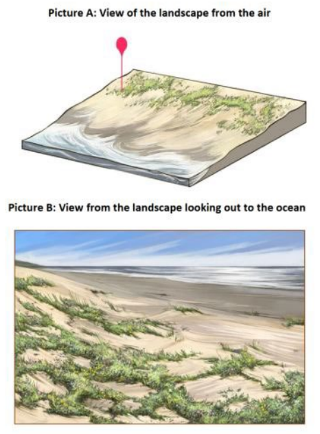 Two illustrations: one of an aerial view of a dune line with a red pin on the left. One of a view from the top of the dune lined with grass looking towards the ocean.