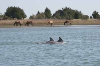 two dolphins swim in a river with horses on the shore in the background