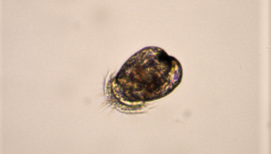 Microscopic image of a brown oval with a fuzzy substance on one end.