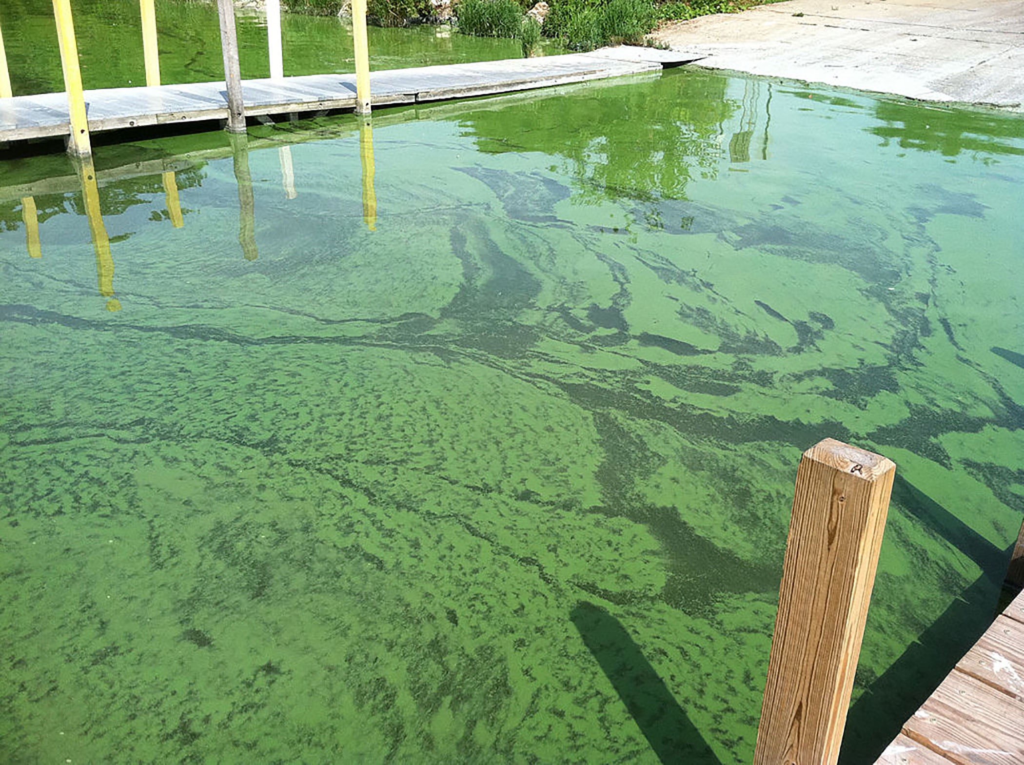 Bloom of cyanobacteria beside a boat ramp in Lake Erie.
