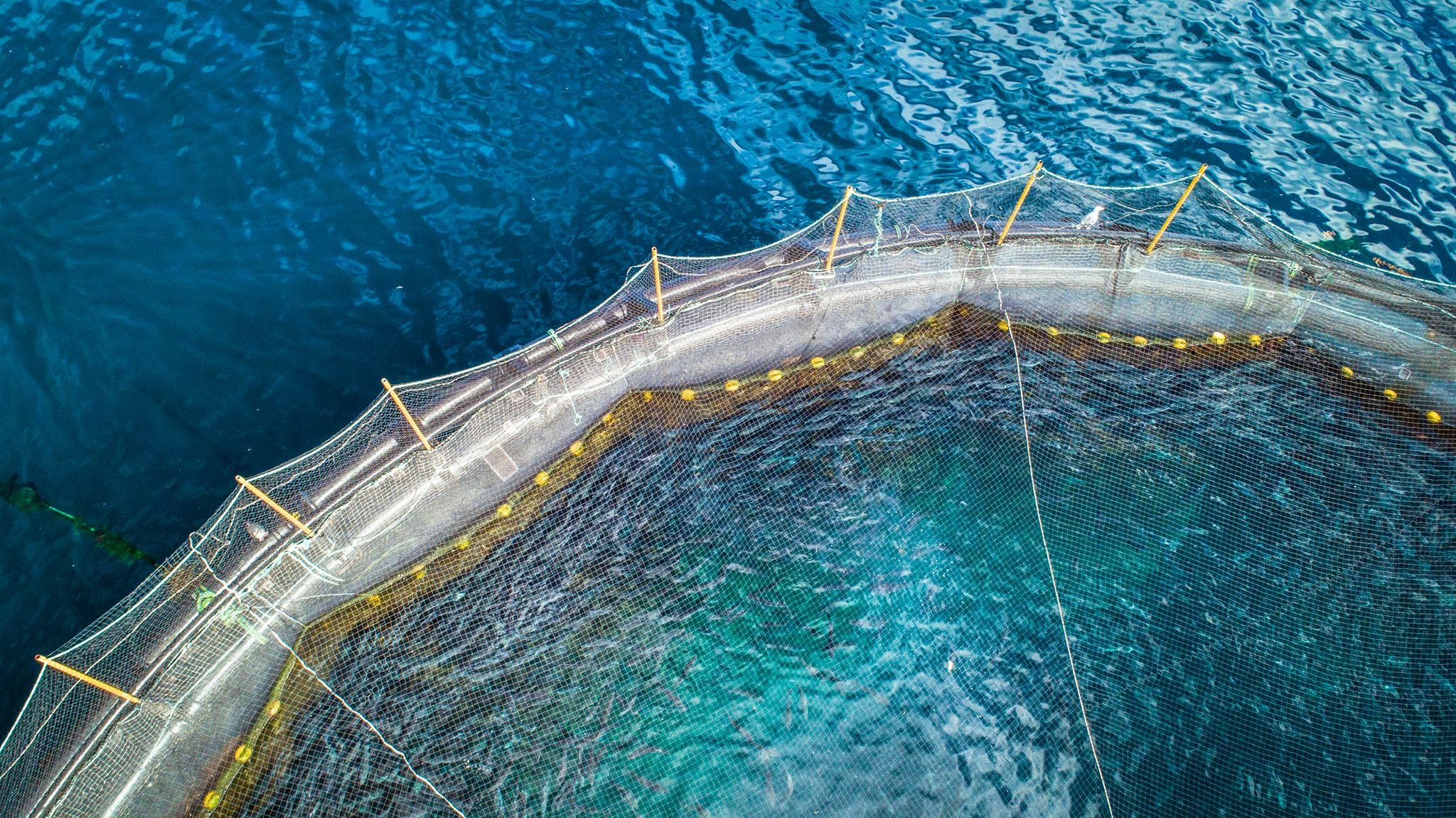 overhead view of a portion of a circular pen in the ocean. Fish swim in the pen.