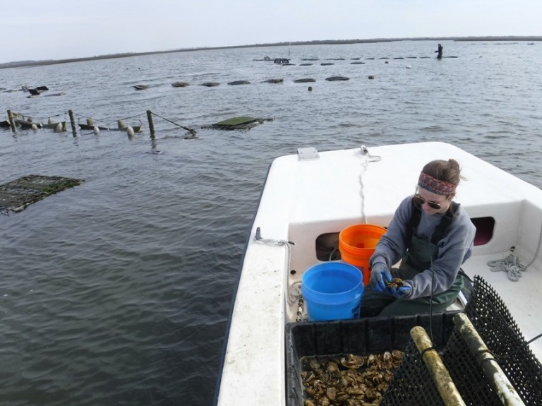 Person in a boat in the water with a pile of oyster shells in a large bin.