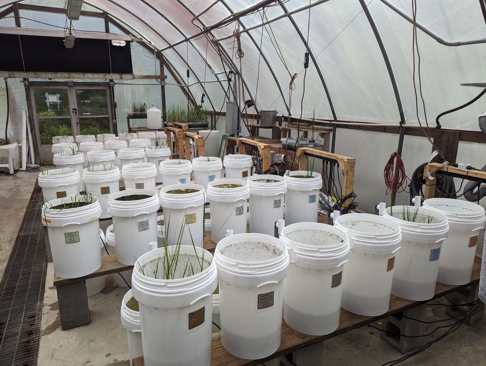 Several rows of 12 gallon buckets on raised benches. Tall grass sticks out of some buckets.