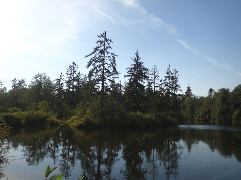 A tidal swamp on the Grays River, Washington. Tidal swamps and marshes can provide flood reduction and other ecosystem services.