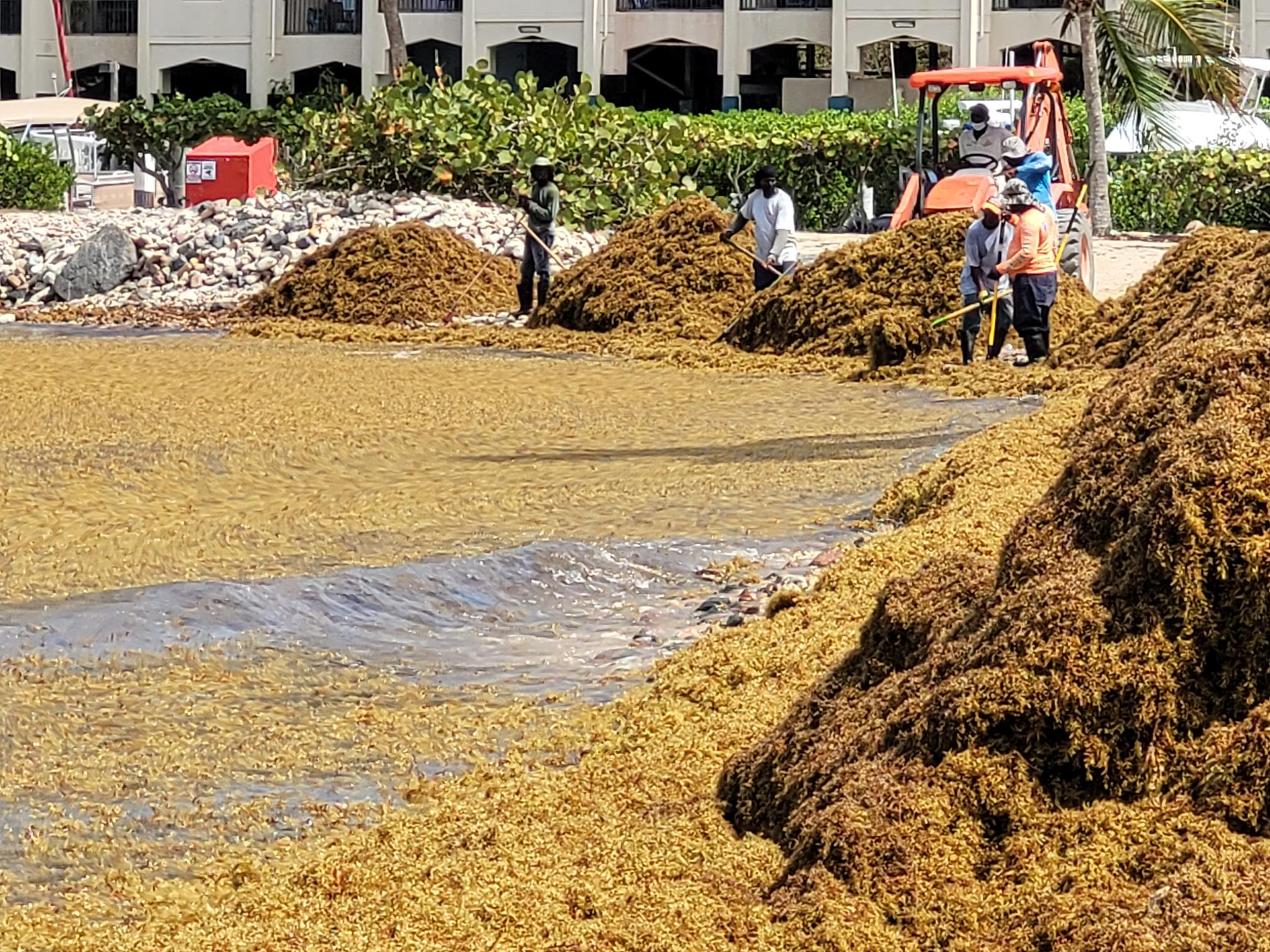 Removing Sargassum from Great Bay Beach in St. Thomas, USVI. 