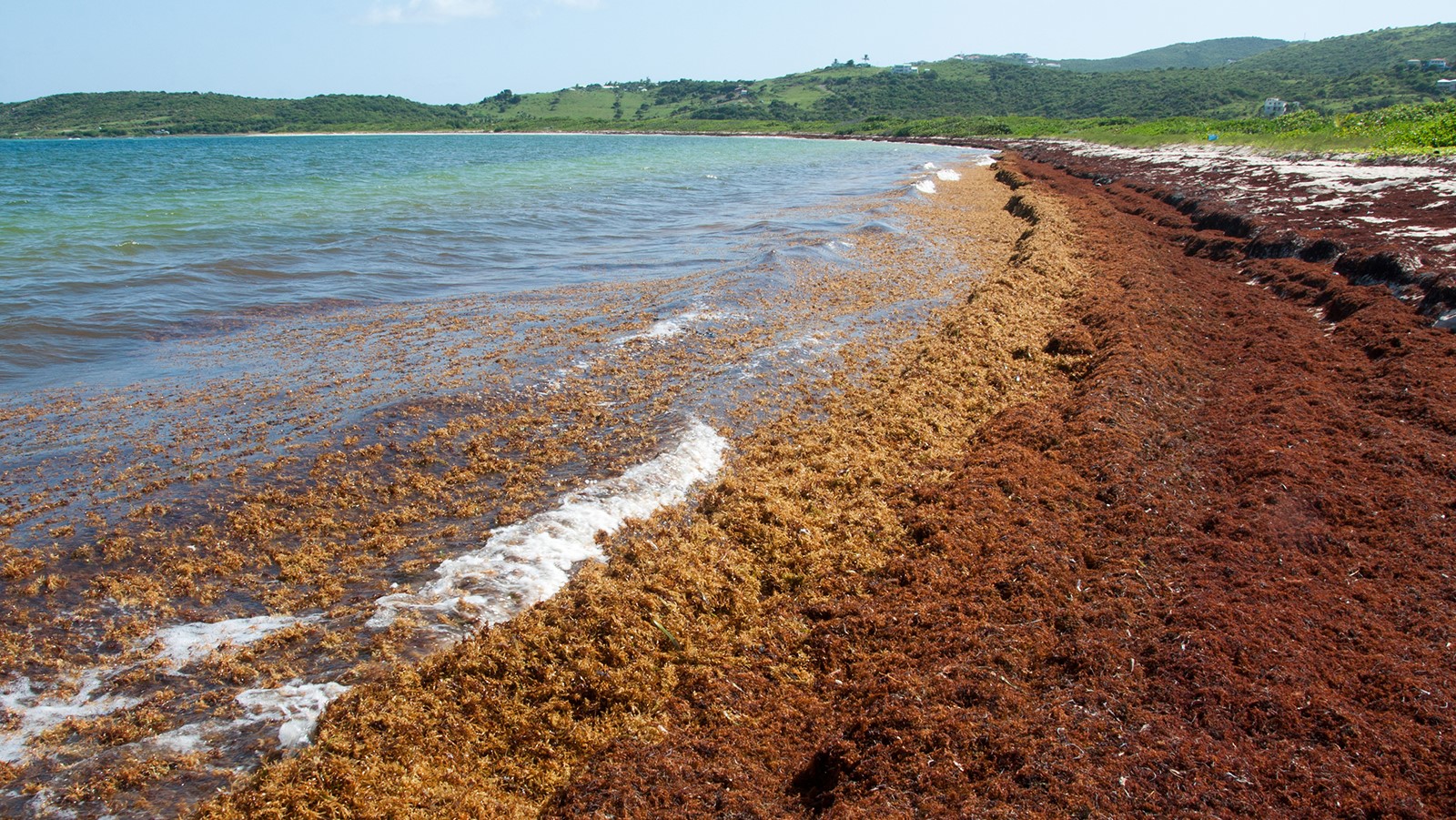 A beach with brownish orange along the shore