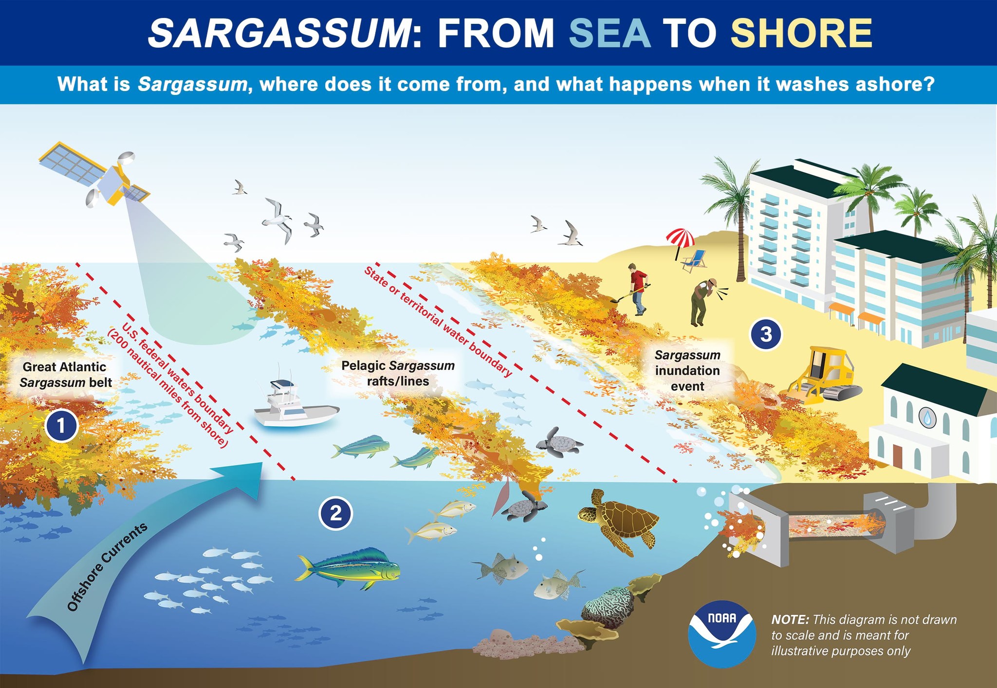 Graphic showing how sargassum is pushed ashore and the issues it causes on shore. 