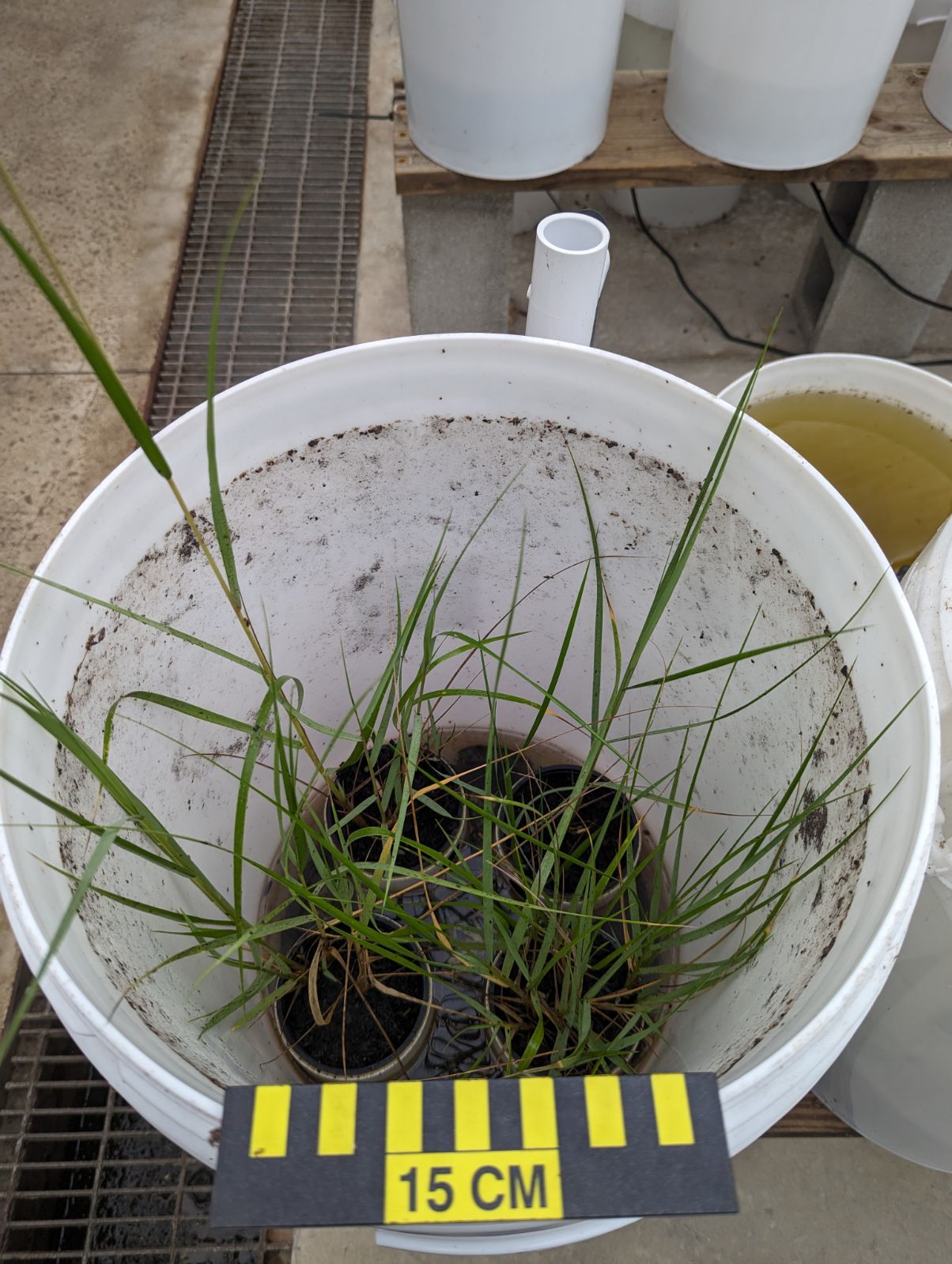 A 12 gallon bucket with small pots of tall grass set in the bottom and surrounded by water.