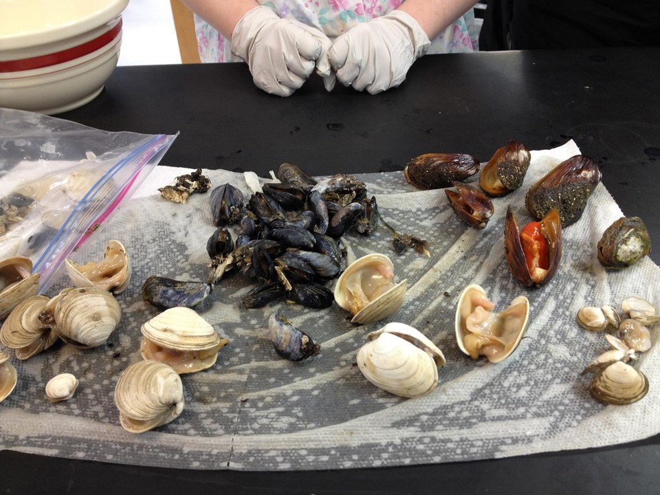 Several different types of clams on a table