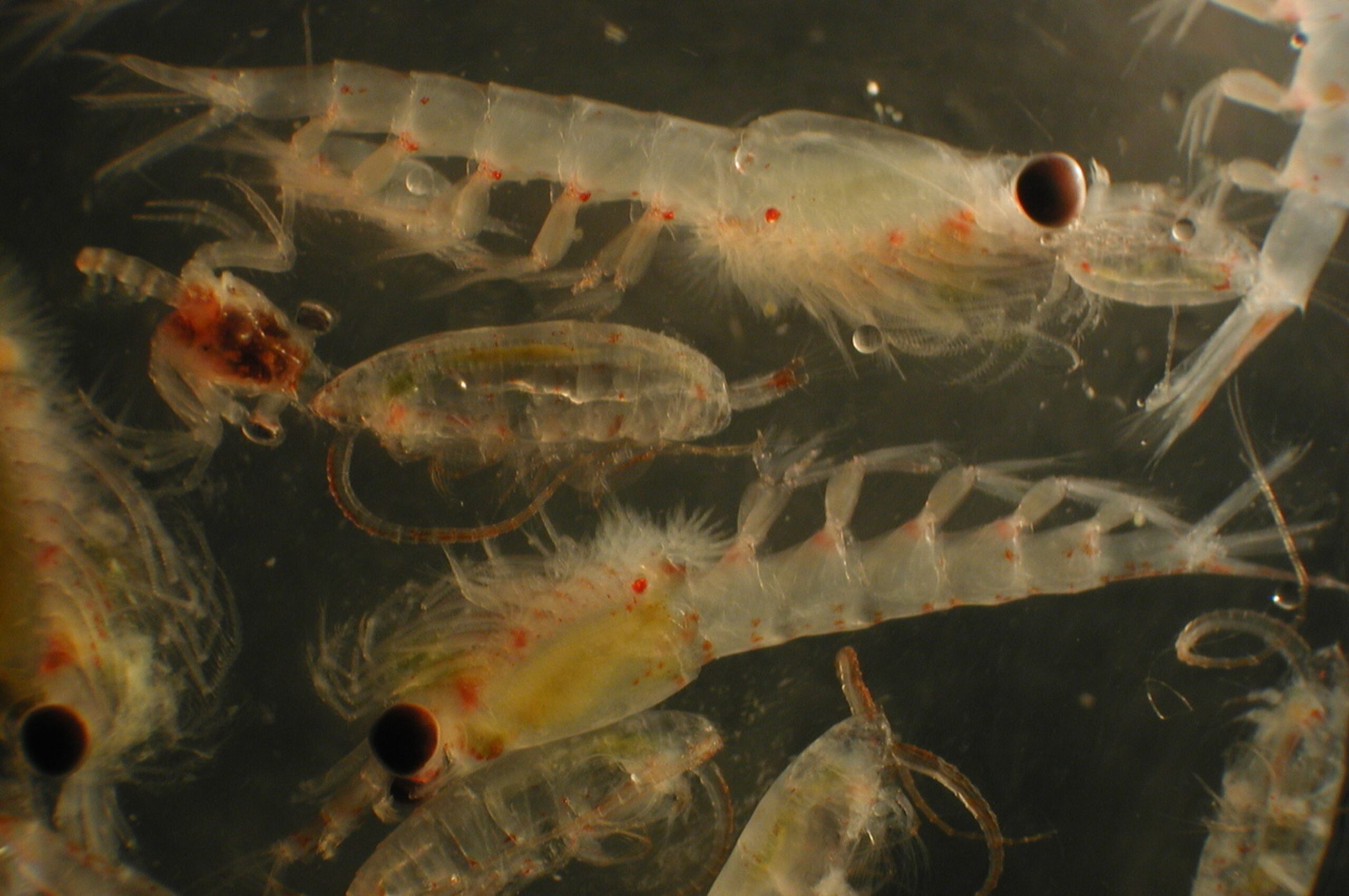 juvenile shrimp