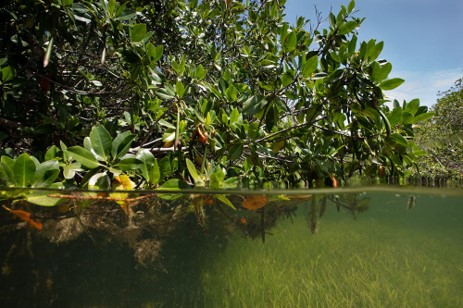  Over-under split-shot of mangrove habitat