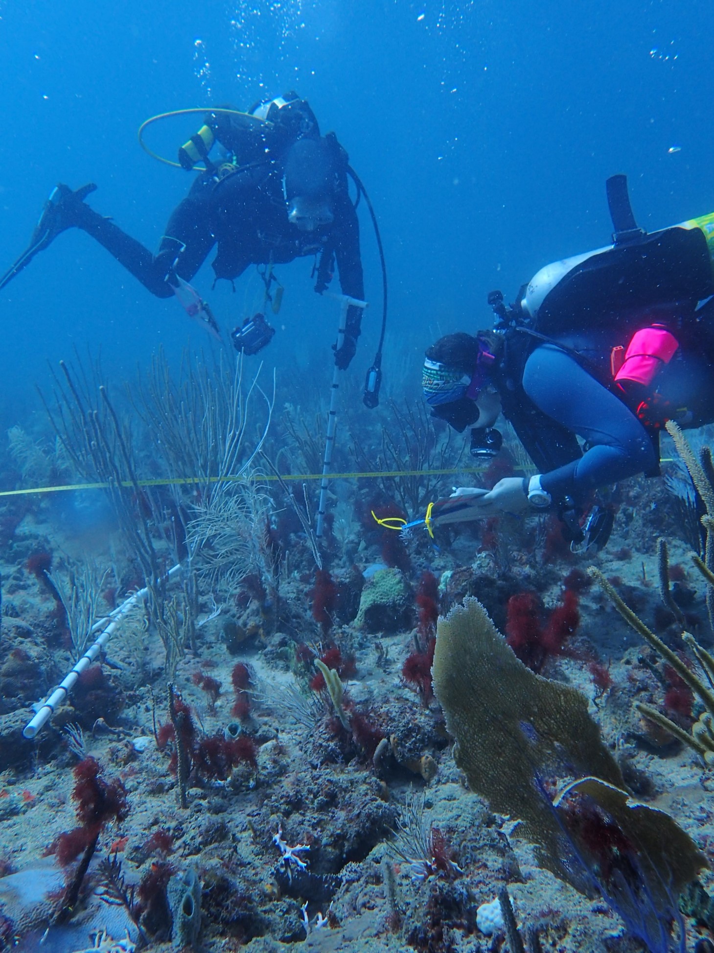 Two divers examine a coral reef