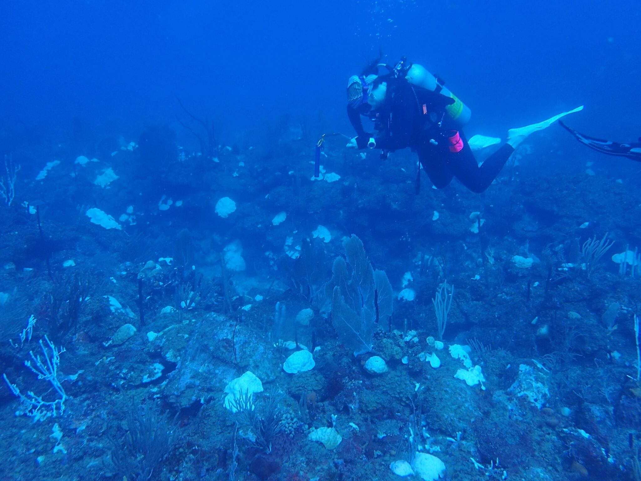 2023 Caribbean National Coral Reef Monitoring Program Sampling Missions ...