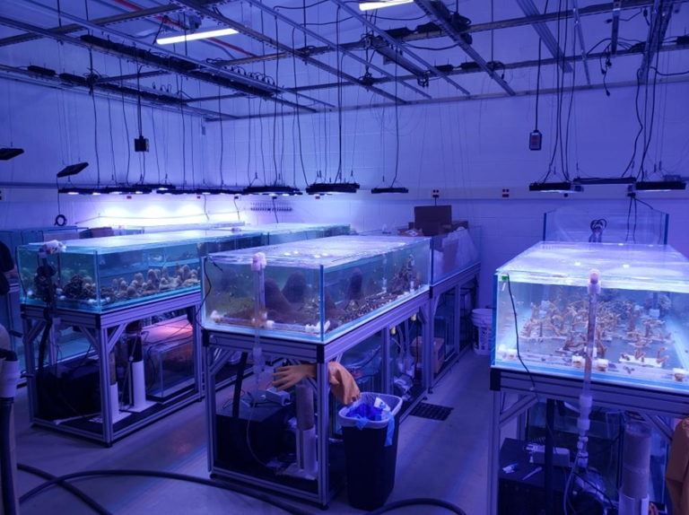  Several rows of aquarium tanks containing coral fragments. Lights are suspended from the ceiling