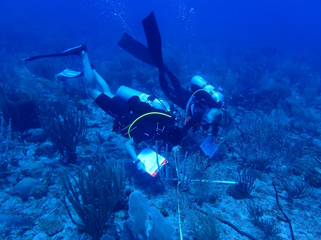  two divers with clipboards examine a coral reef