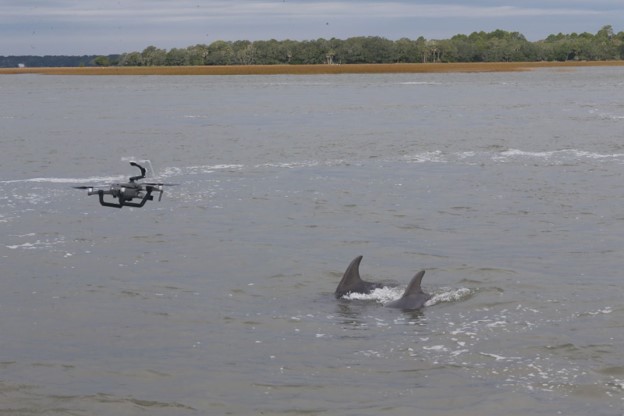 an unoccupied aerial system hovers over two dolphins in a body of water below.