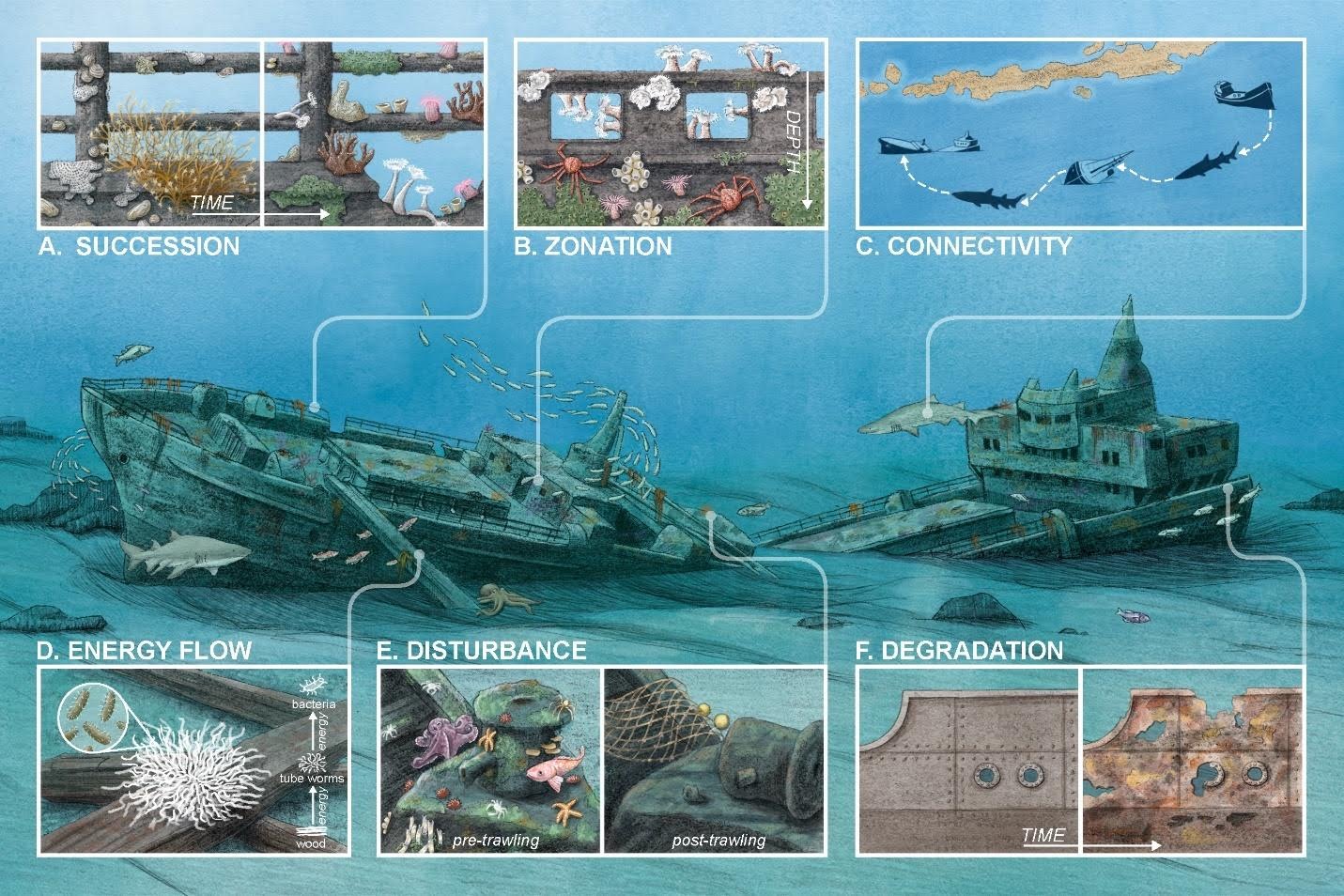 Graphic depicting ecological processes like succession, zonation, connectivity, energy flow, disturbance, and degradation on a shipwreck.