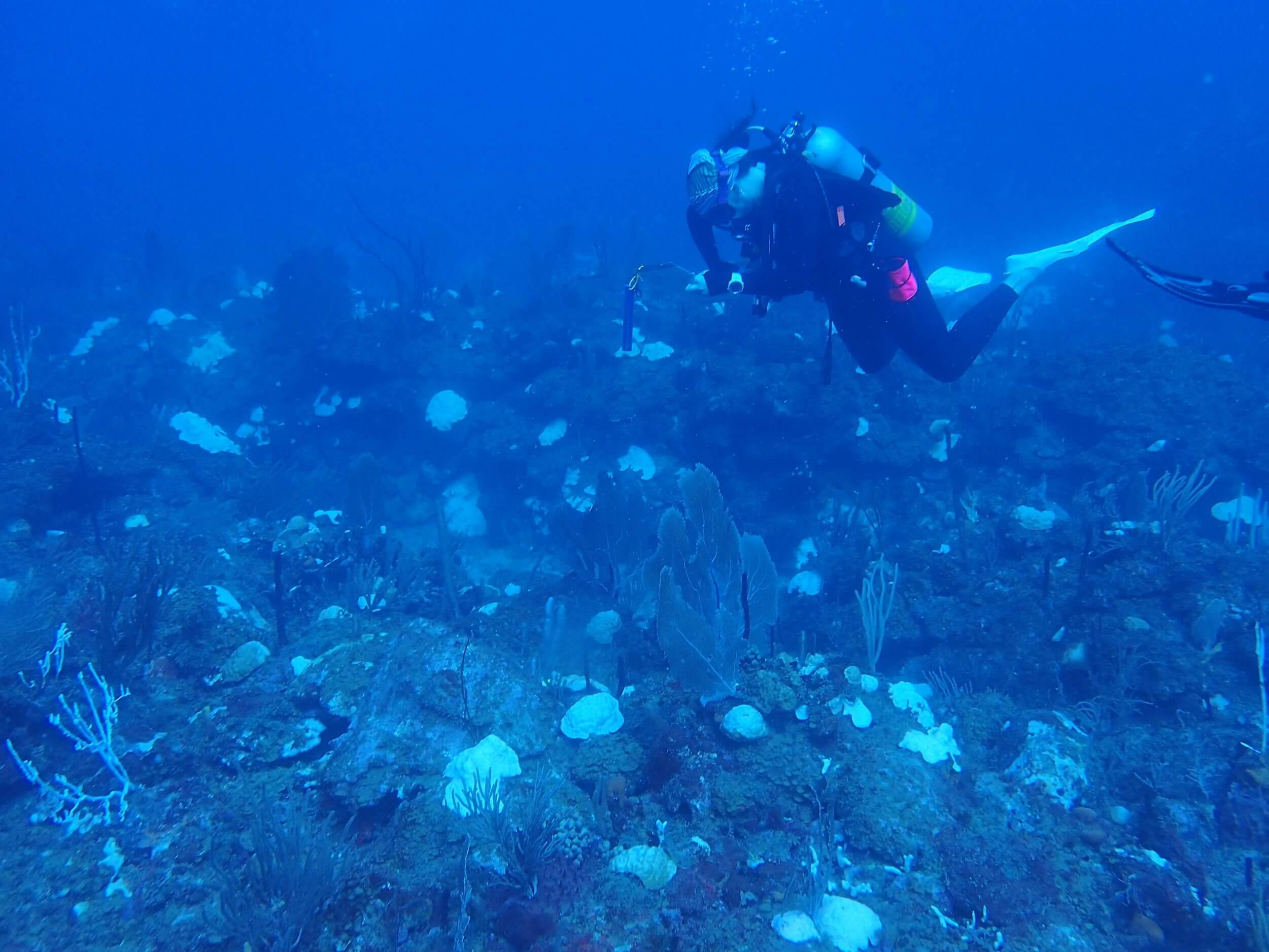 A diver observes a coral reef with bleached coral colonies scattered around.