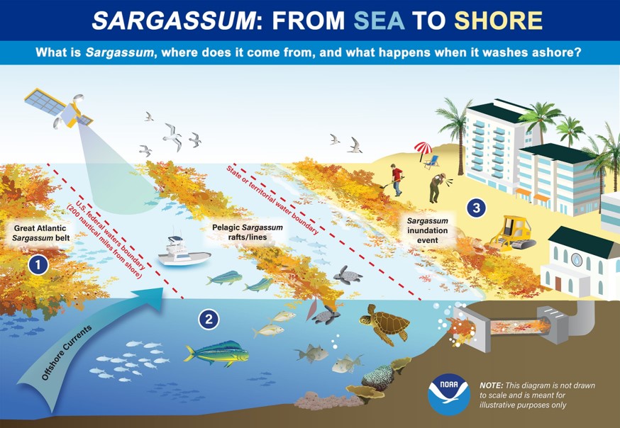 Graphic shows the benefits of sargassum in the ocean, how it's push ashore, and the hazards it poses on the beach.