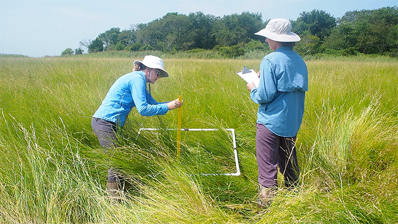 One person leans over a PVC square in tall grass while another stands with a clipboard.