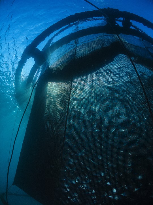 View looking up at an aquaculture pen containing fish