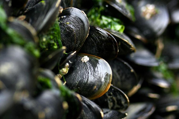 A cluster of mussels with seaweed stuck between shells