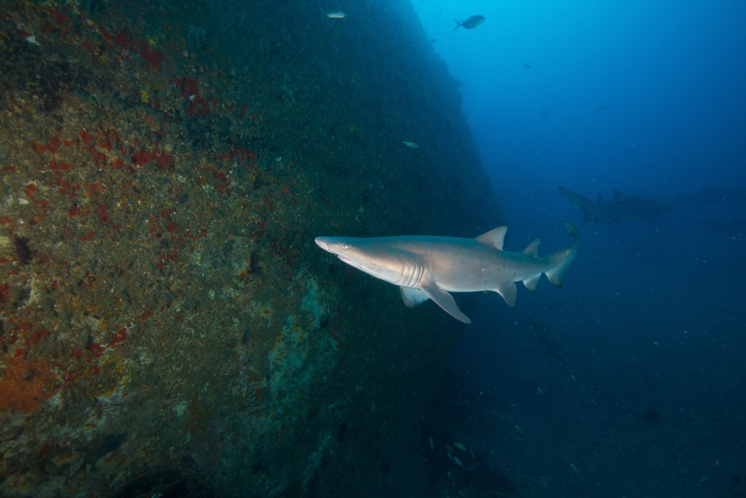 Shark swims next to a large structure covered with growth